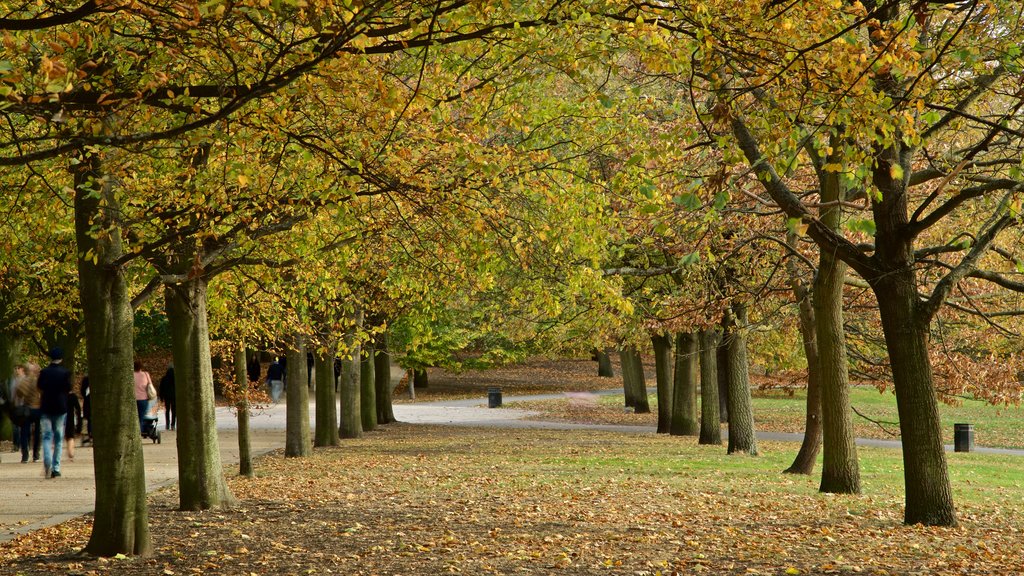 Greenwich Park showing a garden and autumn leaves