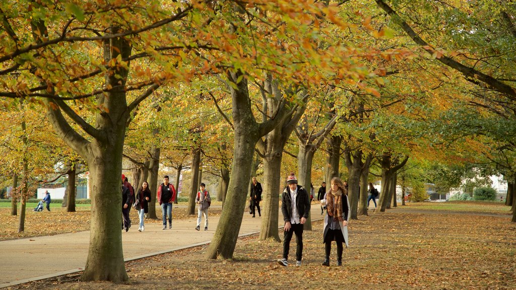 Greenwich Park que inclui folhas de outono e um parque assim como um casal