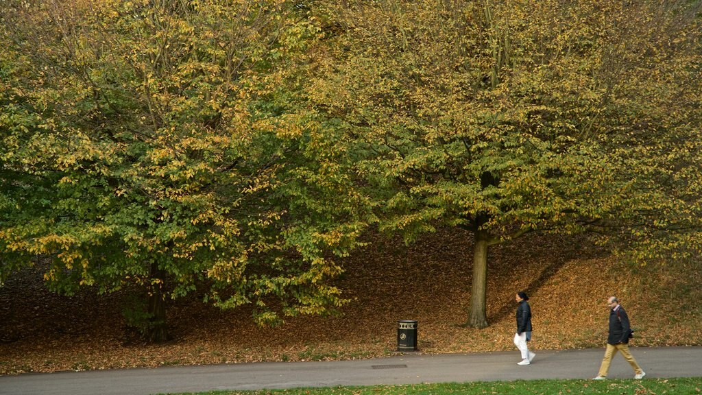 Greenwich Park featuring a park and autumn colours as well as a couple