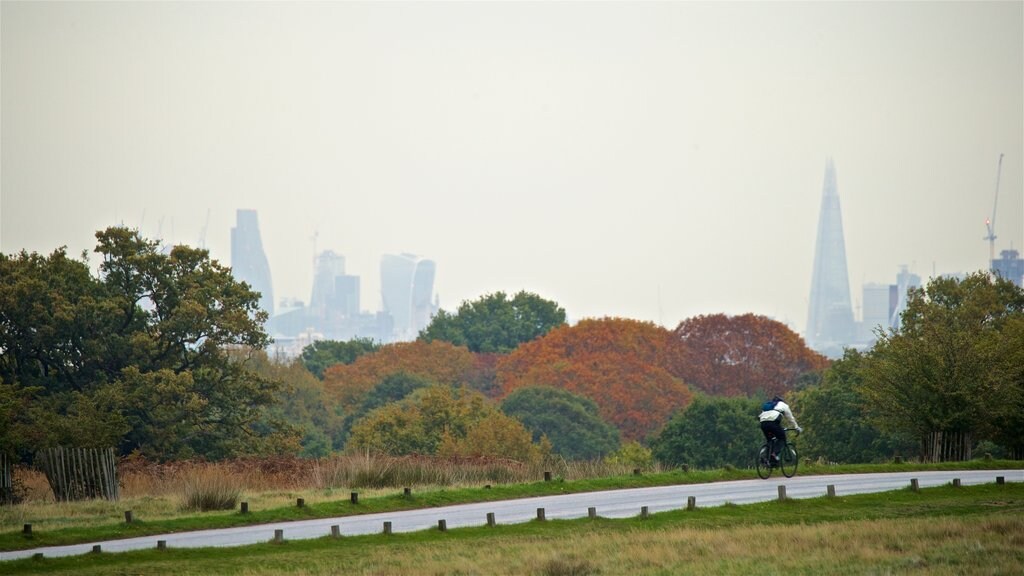 Richmond Park showing road cycling and tranquil scenes