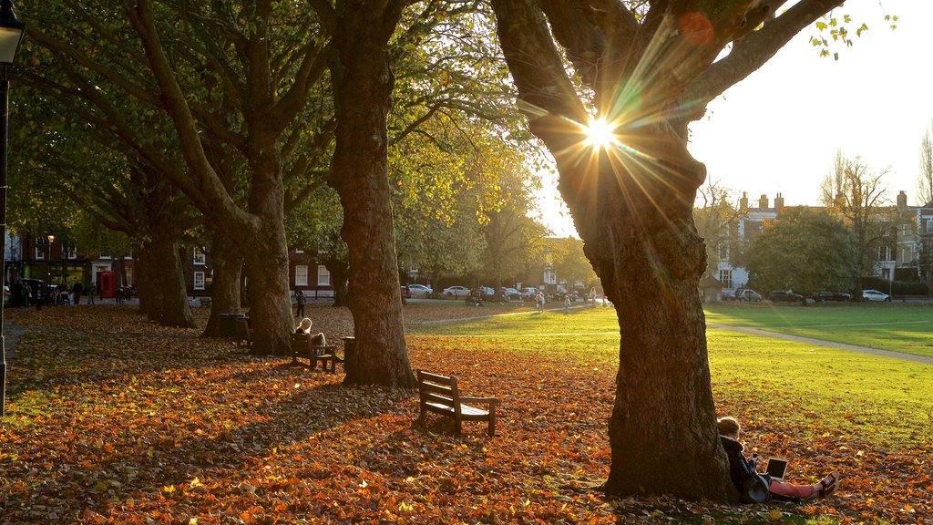 Parque Richmond Green ofreciendo hojas de otoño, un parque y un atardecer