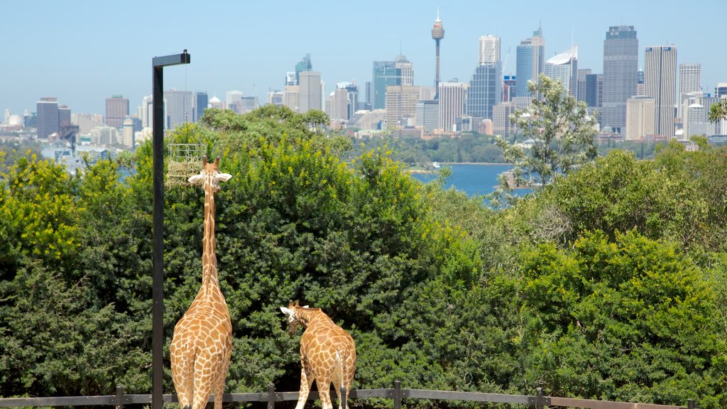 Taronga Zoo showing zoo animals, land animals and a skyscraper