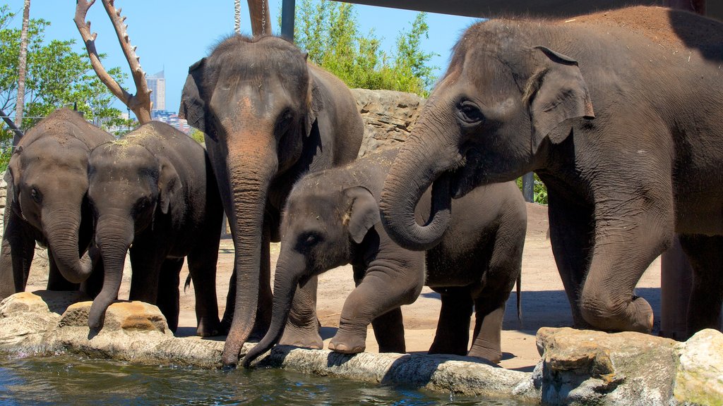 Taronga Zoo showing land animals and zoo animals