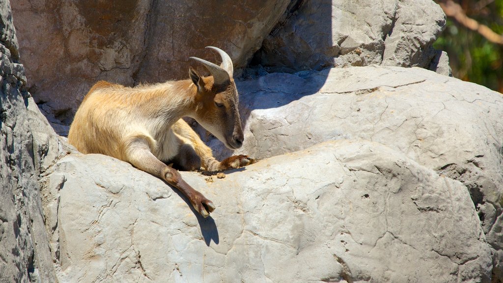 Taronga Zoo mostrando animales y animales del zoológico