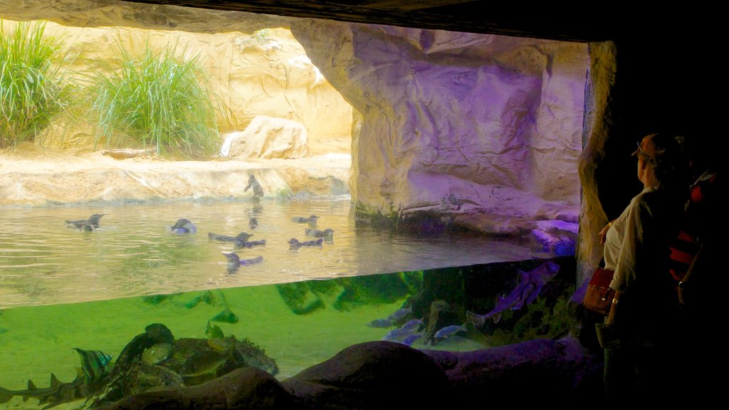 Aquário de Sydney caracterizando vistas internas e vida marinha assim como um casal