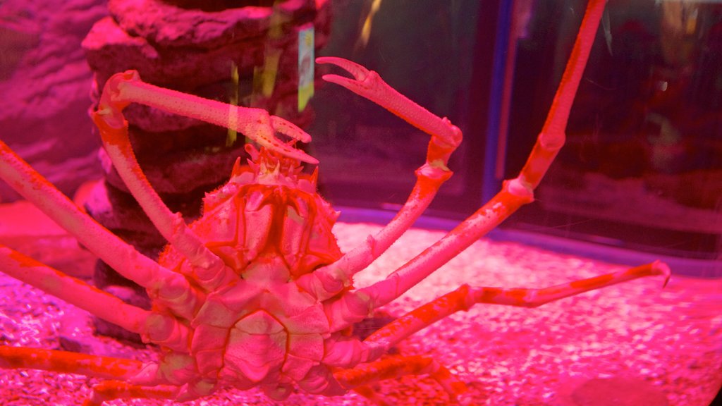 Sydney Aquarium showing marine life