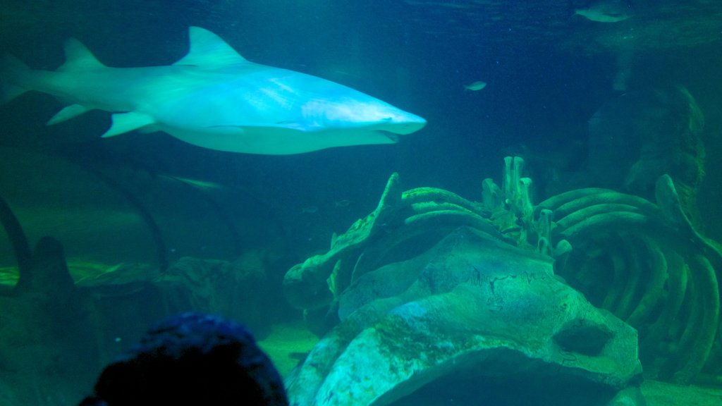 Aquarium de Sydney mettant en vedette vie marine