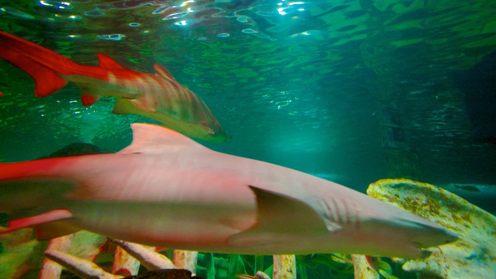 Sydney Aquarium which includes marine life