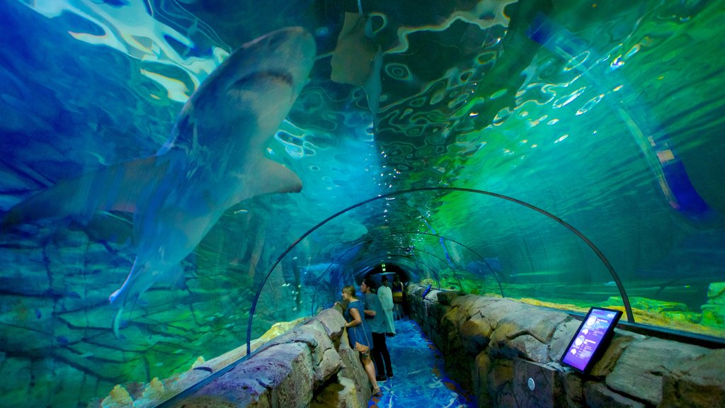 Sydney Aquarium featuring interior views and marine life