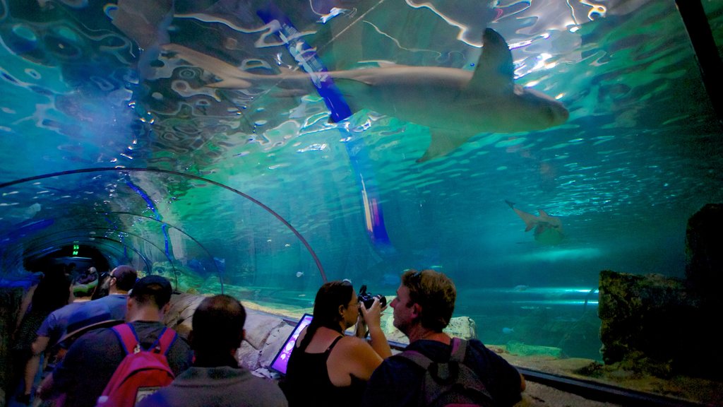 Acuario de Sídney mostrando vistas interiores y vida marina y también un pequeño grupo de personas