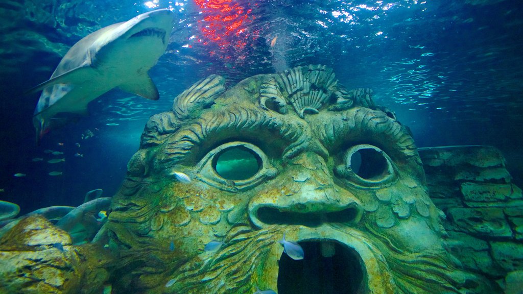 Sydney Aquarium showing marine life