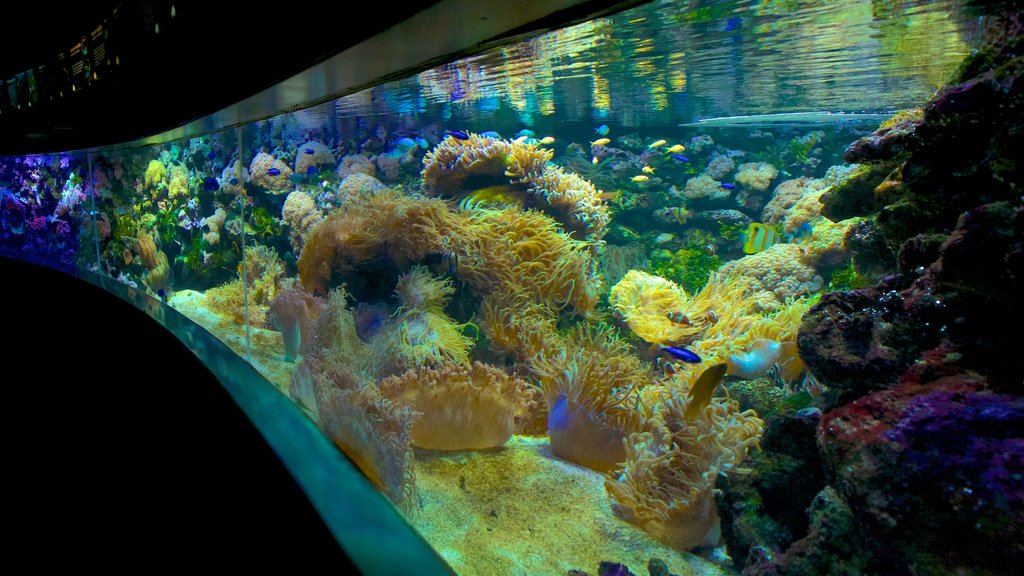 Sydney Aquarium featuring interior views and marine life