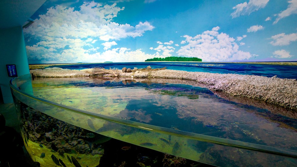 Sydney Aquarium showing interior views and marine life