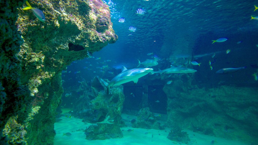 Sydney Aquarium which includes marine life and coral