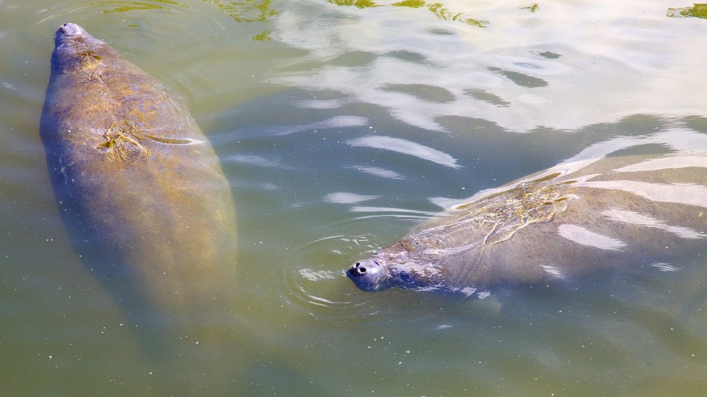 Manatee Viewing Center which includes marine life