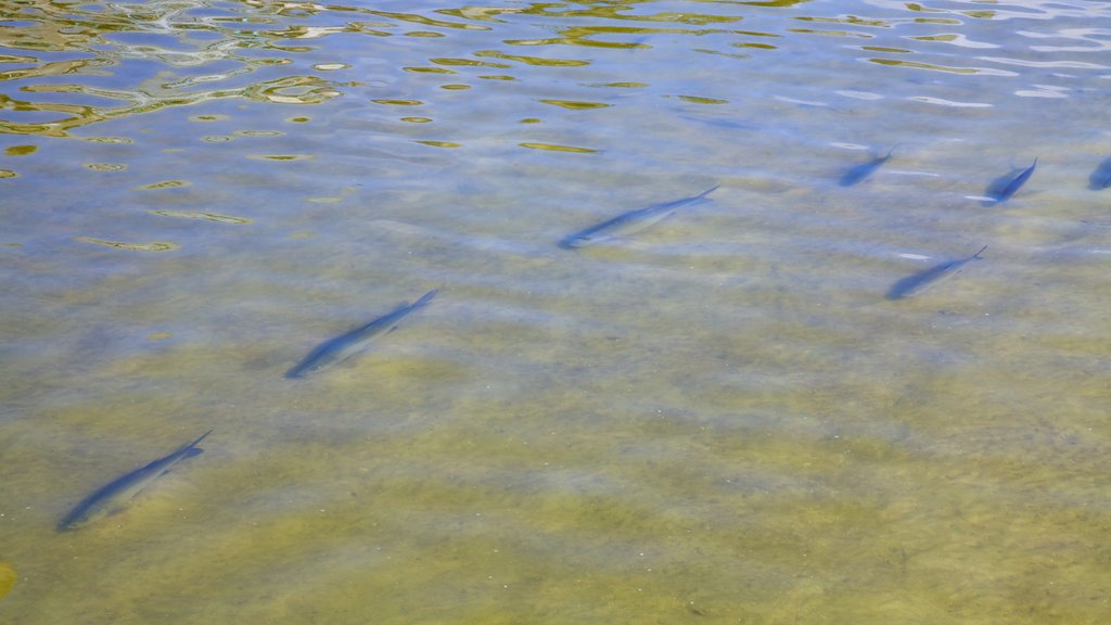 Manatee Viewing Center showing a beach and marine life