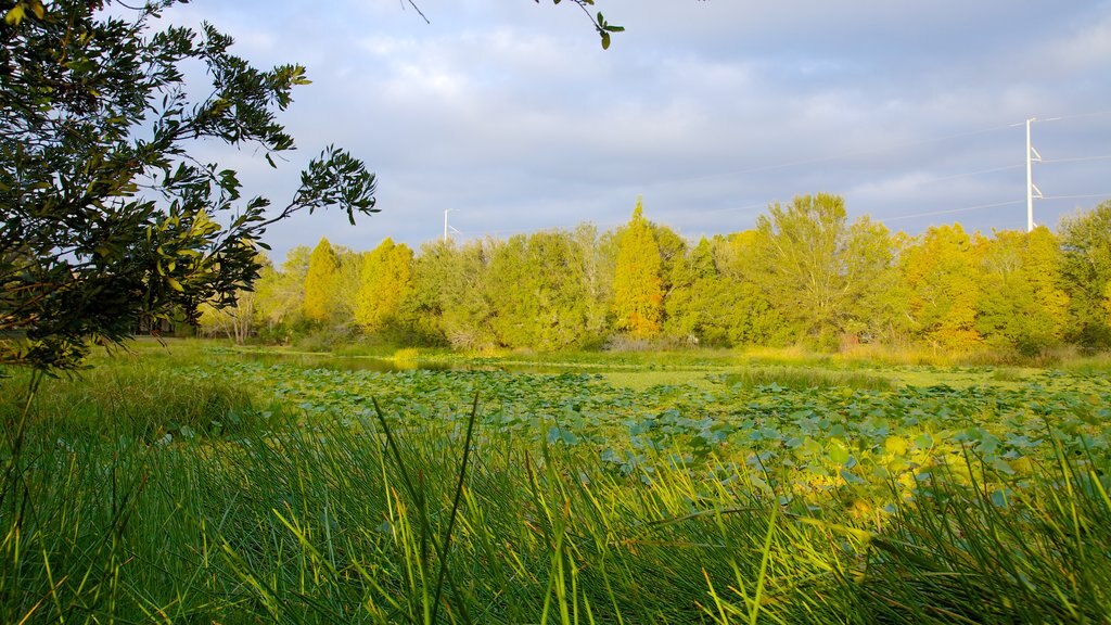 Al Lopez Park which includes forest scenes, a pond and landscape views