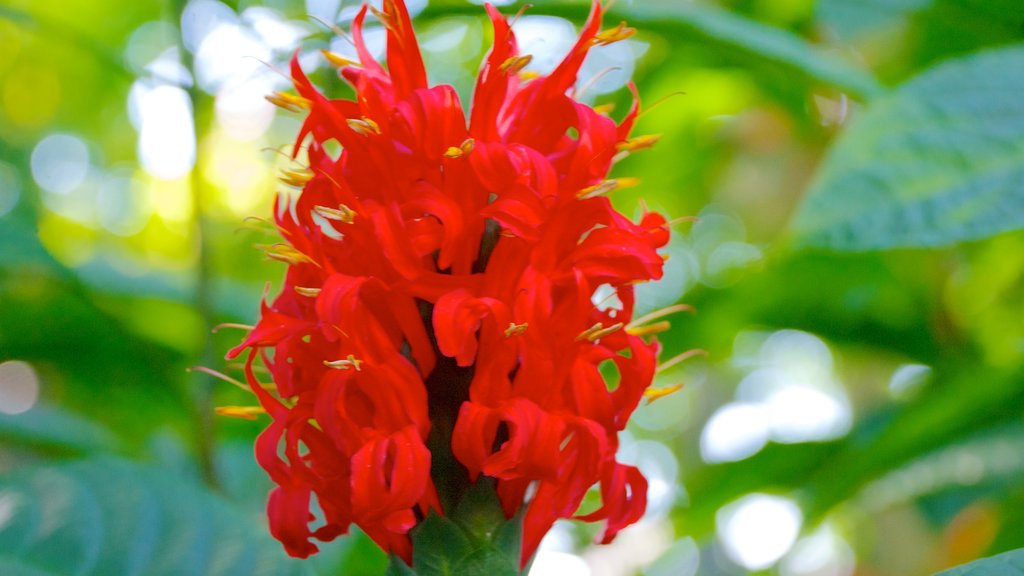 Mitchell Park Horticultural Conservatory que inclui flores e um parque