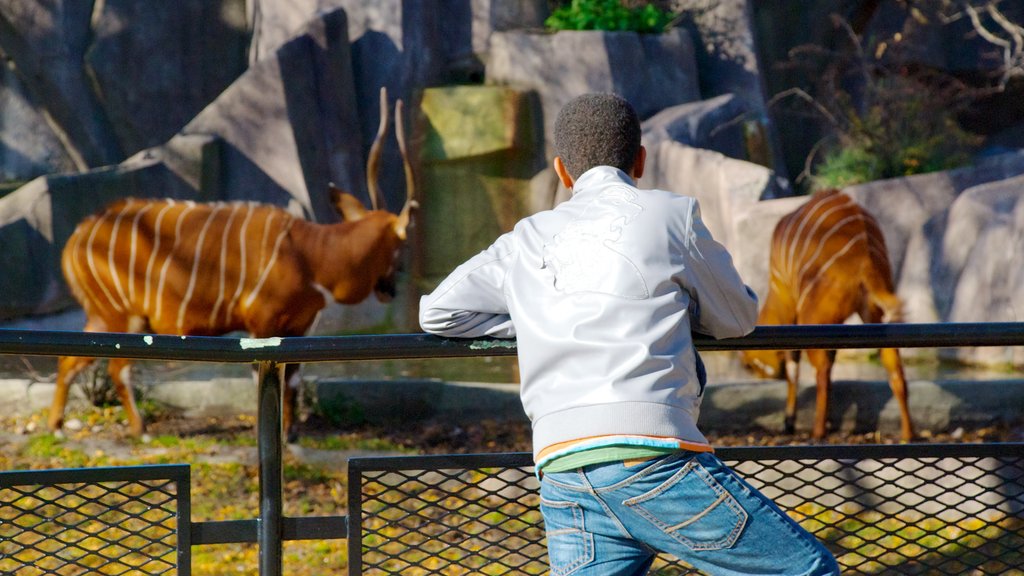 Zoológico de Milwaukee mostrando animais de zoológico e animais terrestres assim como um homem sozinho