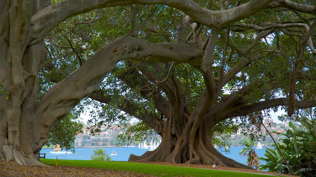 Royal Botanic Gardens showing landscape views and a park