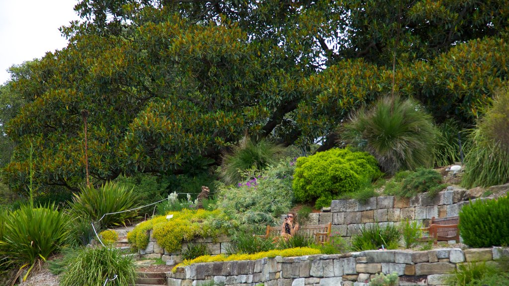 Jardins botaniques royaux de Sydney montrant jardin et panoramas aussi bien que femme