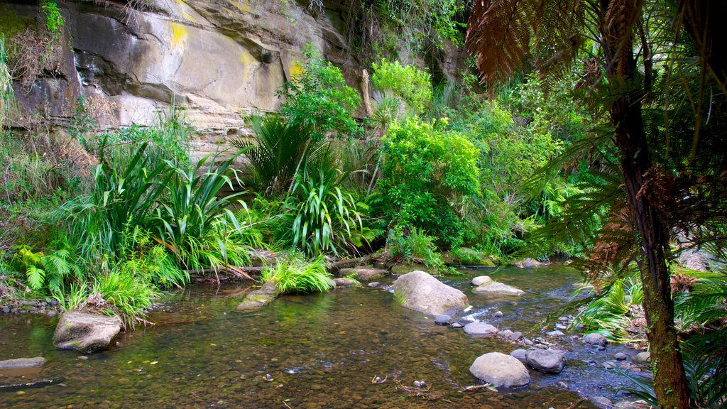 Waitakere Ranges showing tropical scenes, forests and a river or creek