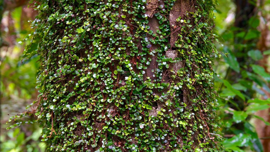 Waitakere Ranges mostrando floresta tropical