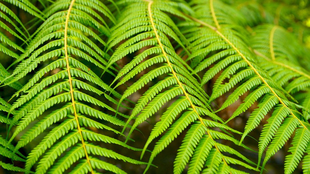 Waitakere Ranges showing forest scenes and tropical scenes