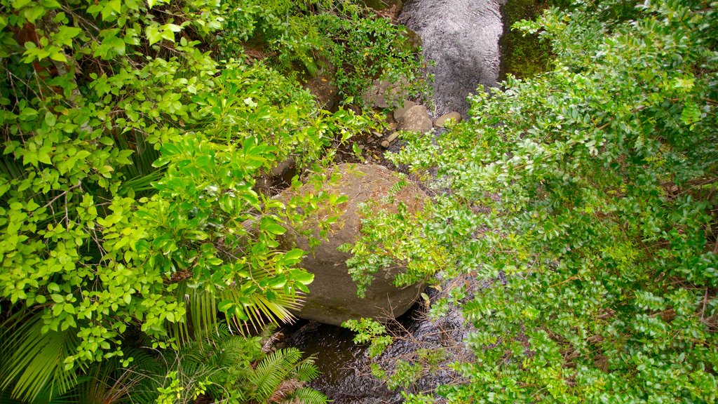 Waitakere Ranges featuring forests and a garden