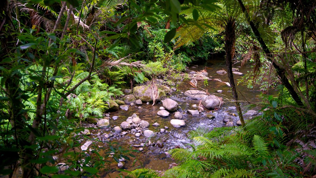 Waitakere Ranges showing forests