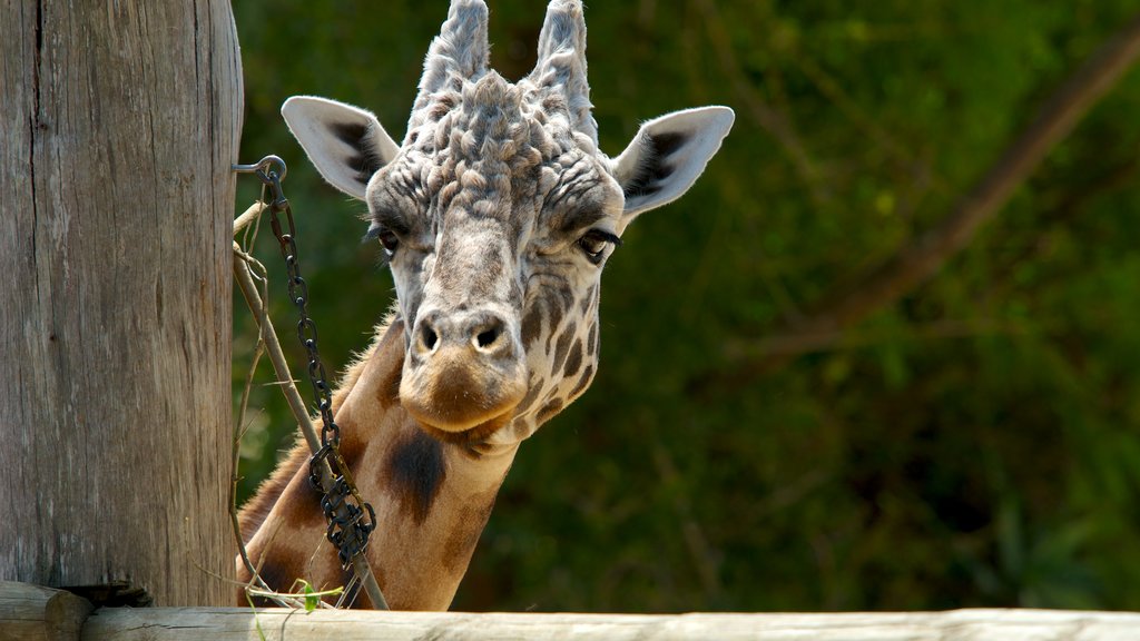 Auckland Zoo which includes land animals and zoo animals