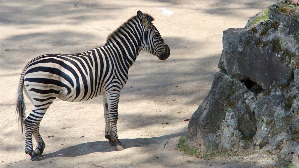 Auckland Zoo som viser dyrehagedyr og landdyr