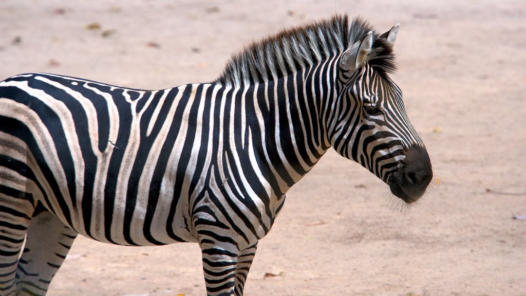 Dierentuin van Auckland inclusief landdieren en dierentuindieren