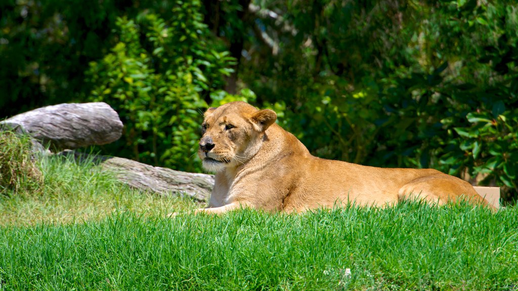 Zoológico de Auckland mostrando animais perigosos e animais de zoológico