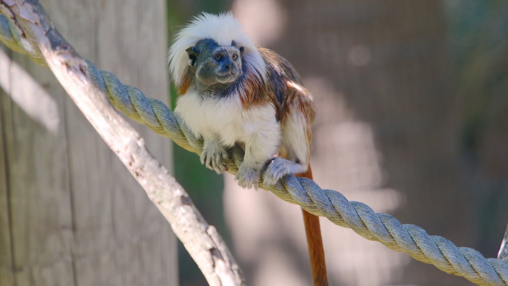 Auckland Zoo which includes animals and zoo animals