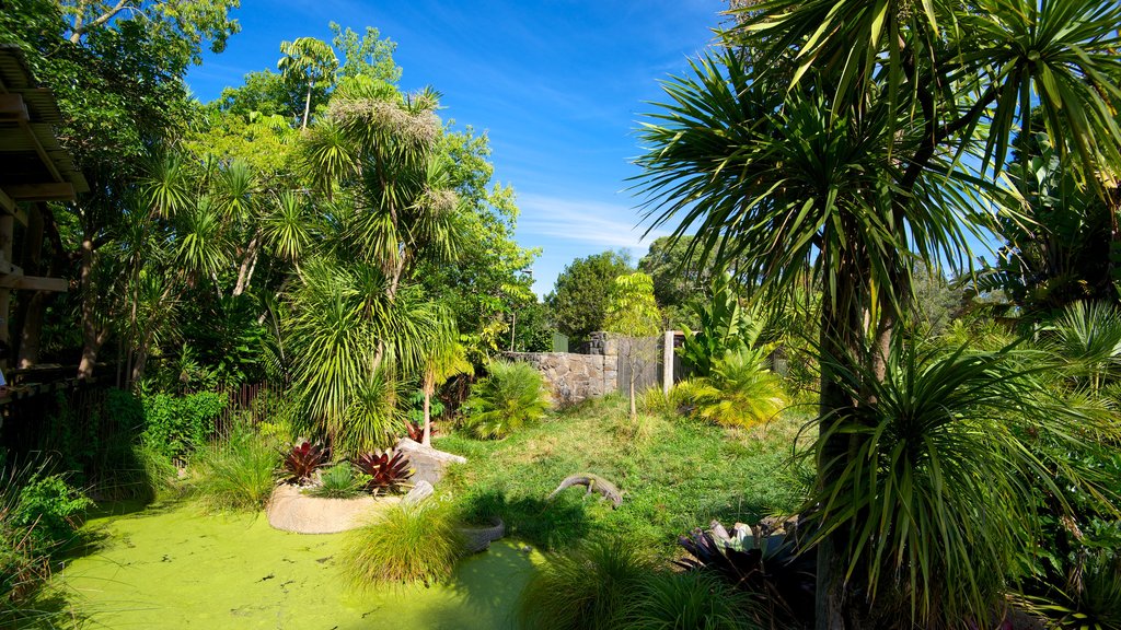 Dierentuin van Auckland inclusief dierentuindieren en een tuin