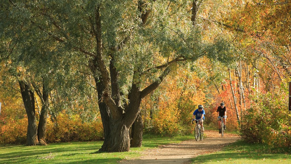 Edmonton featuring autumn colours, cycling and a garden