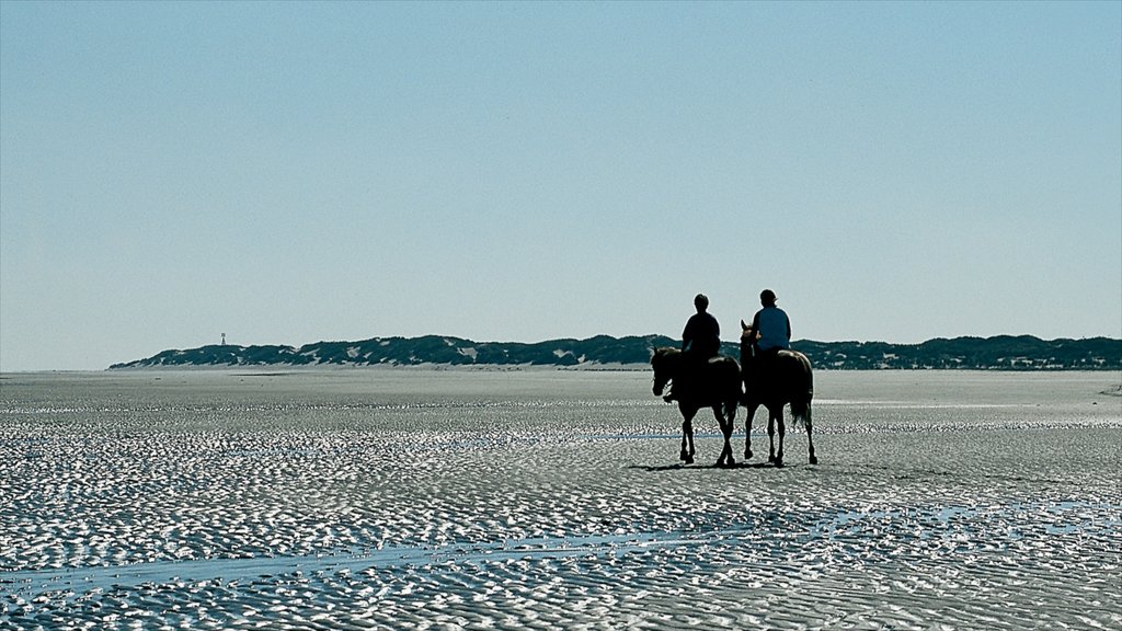 Langeoog featuring a sandy beach, landscape views and horseriding