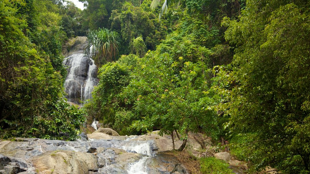 Koh Samui featuring rainforest, a cascade and landscape views