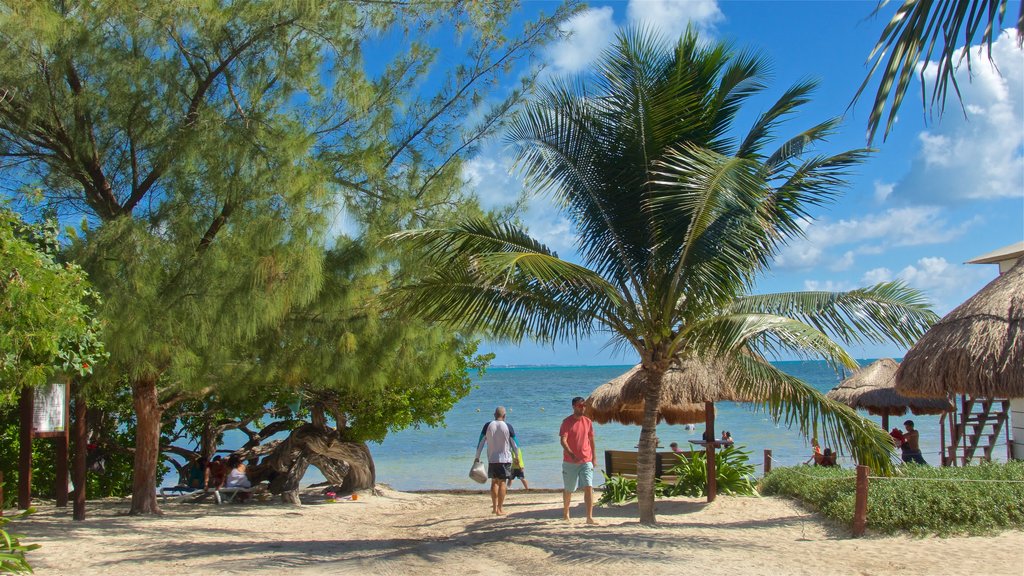 Playa Las Perlas mostrando cenas tropicais, paisagens litorâneas e uma praia