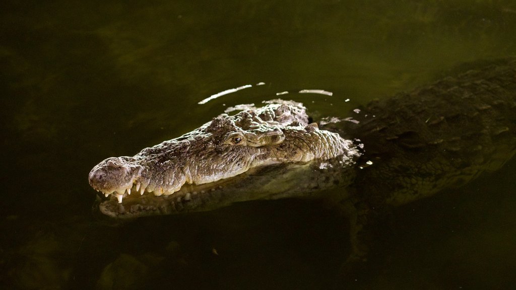 Cancun mostrando vida marinha e animais perigosos