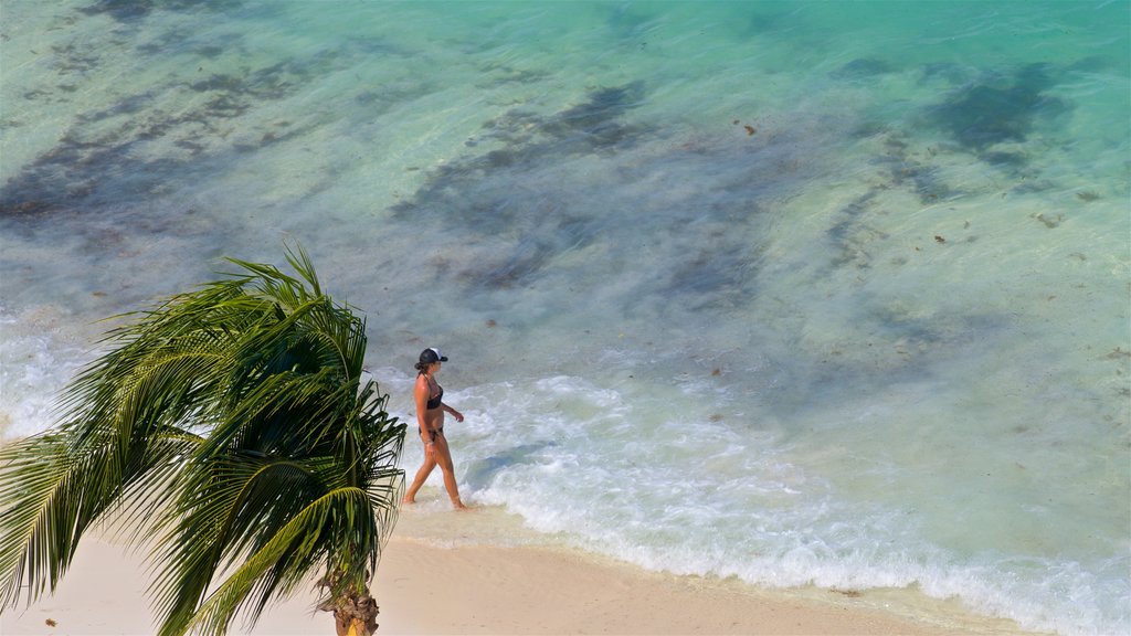 Cancun featuring a beach, tropical scenes and general coastal views