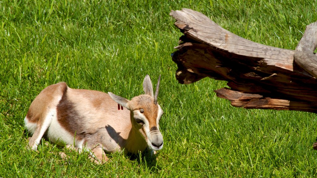 Oregon Zoo featuring cuddly or friendly animals, land animals and zoo animals