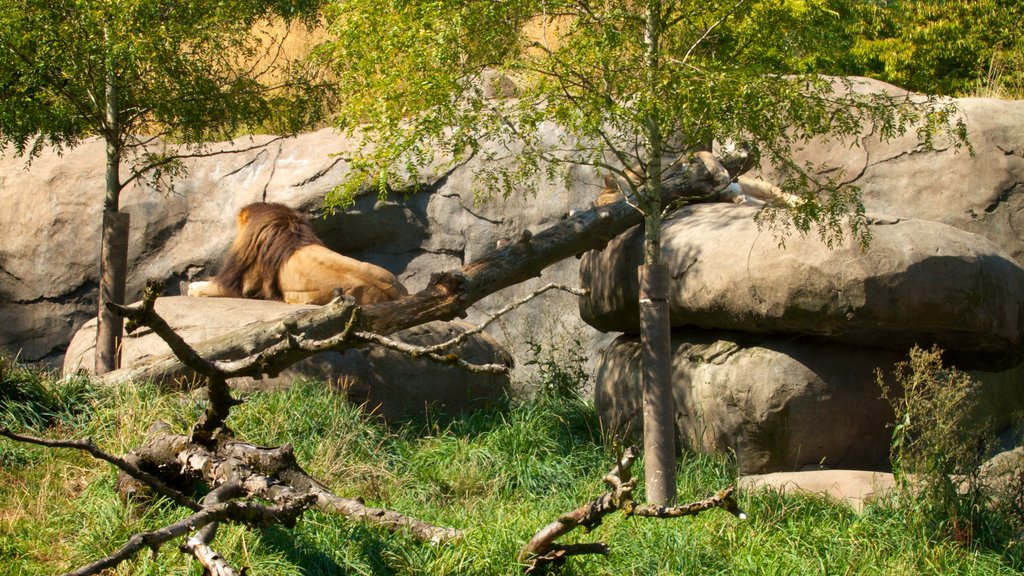 Oregon Zoo qui includes animaux dangereux, animaux terrestres et animaux de zoo