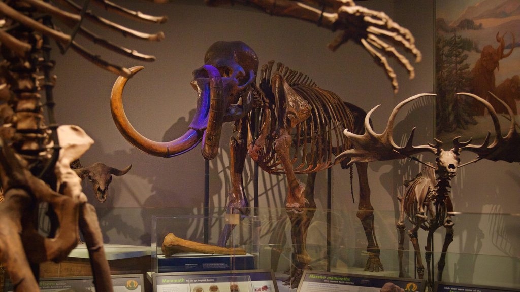 Field Museum of Natural History featuring interior views and heritage elements