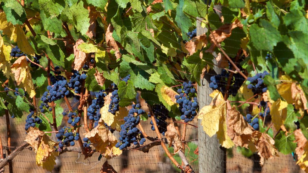 Cooper Mountain Vineyards showing farmland and food