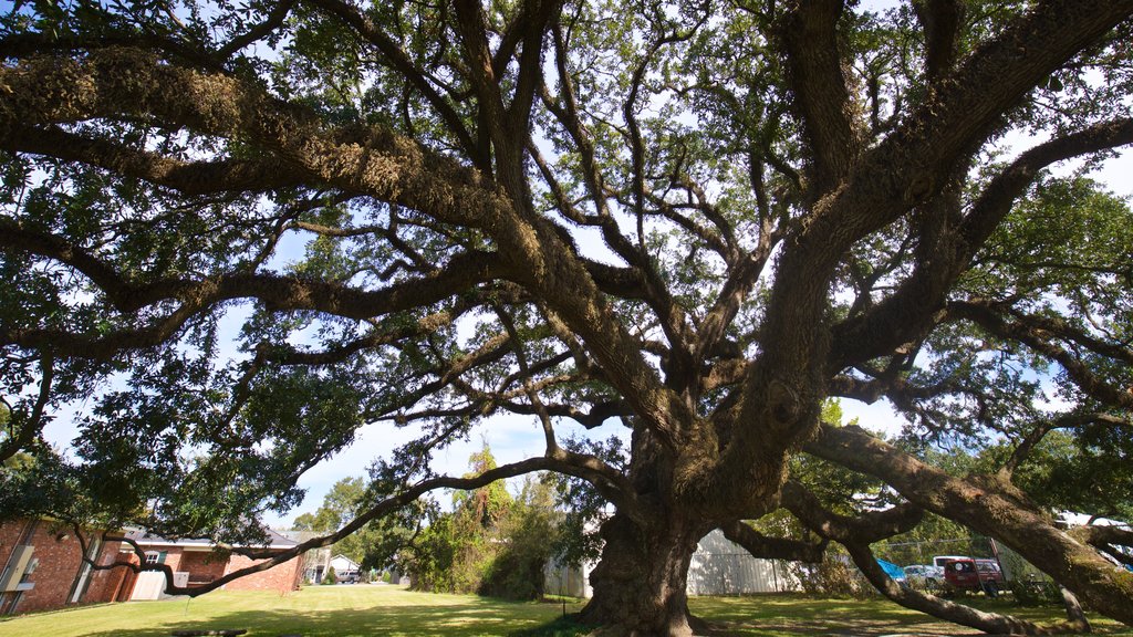 Imperial Calcasieu Museum showing a garden