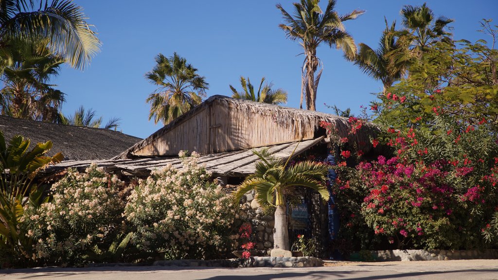 Los Barriles showing wild flowers