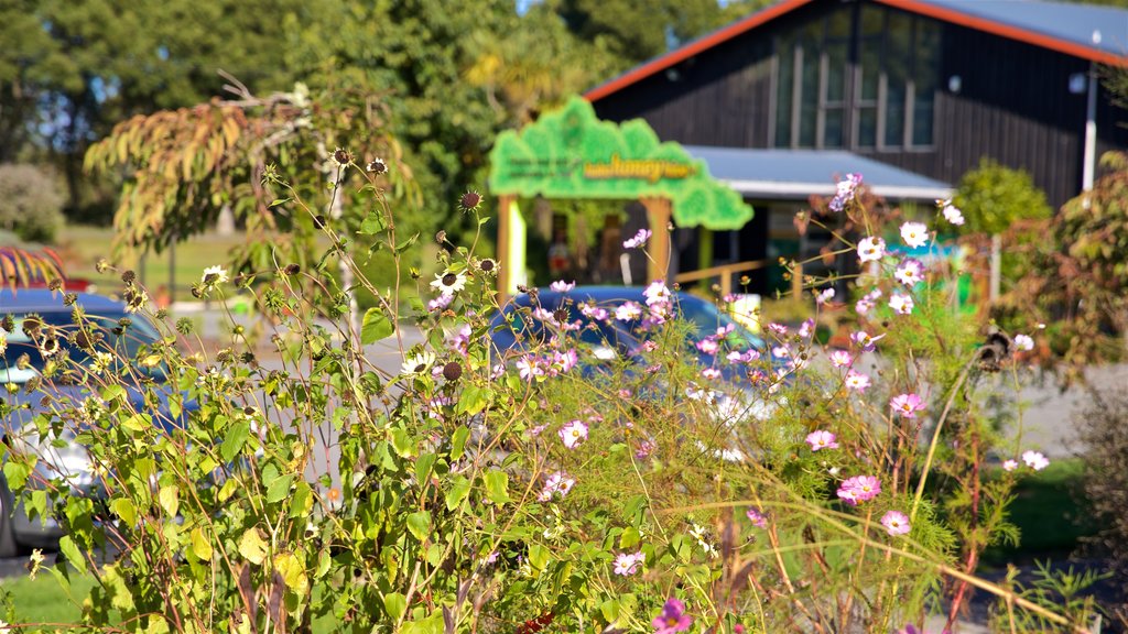 Waikato featuring wildflowers