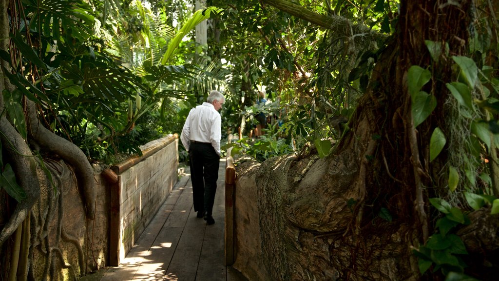 Jardín Botánico de los Estados Unidos mostrando jardín y también un hombre